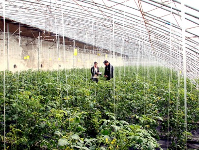 生態(tài)果蔬采摘園