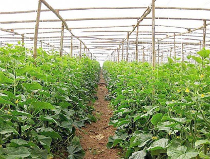 生態(tài)果蔬采摘園