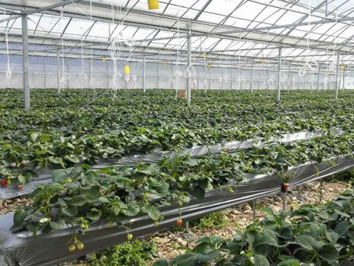 生態(tài)果蔬采摘園