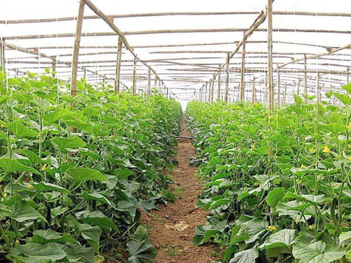 生態果蔬采摘園